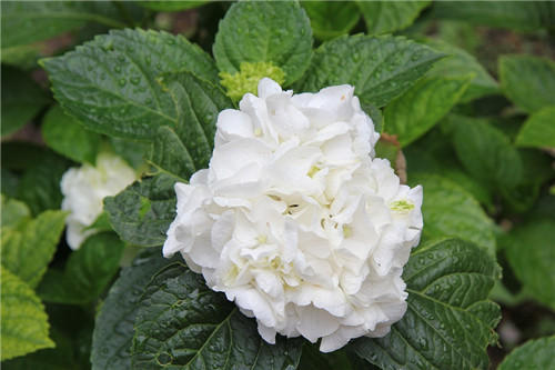 聊聊醫(yī)療器械臨床評(píng)價(jià)！同品種途徑臨床評(píng)價(jià)的重難點(diǎn)分析(圖3)