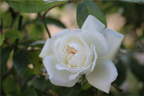 聊聊醫(yī)療器械臨床評(píng)價(jià)！同品種途徑臨床評(píng)價(jià)的重難點(diǎn)分析(圖4)